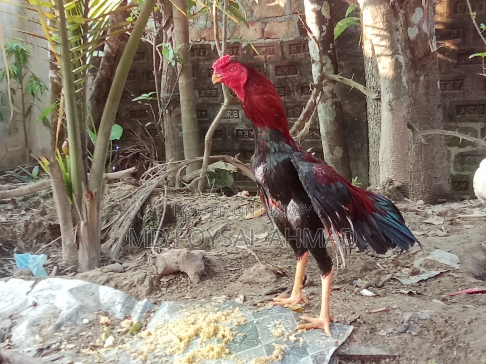 Aseel Rooster Big Size