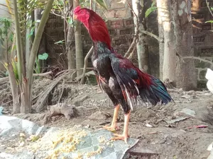 Aseel Rooster Big Size