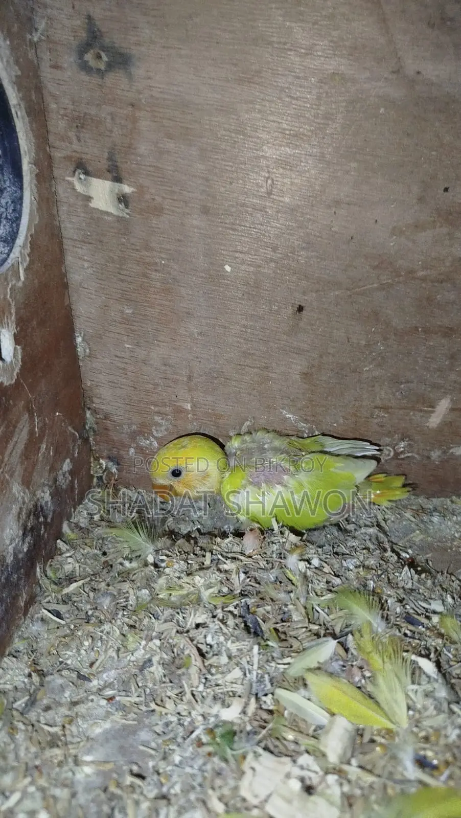 লাভ বার্ড উইথ বেবি
