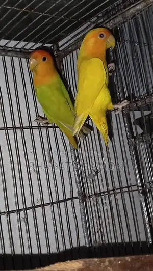 লাভ বার্ড উইথ বেবি
