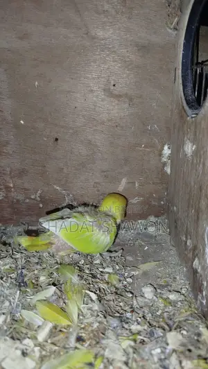 লাভ বার্ড উইথ বেবি