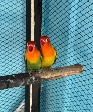 Breeding Love Bird