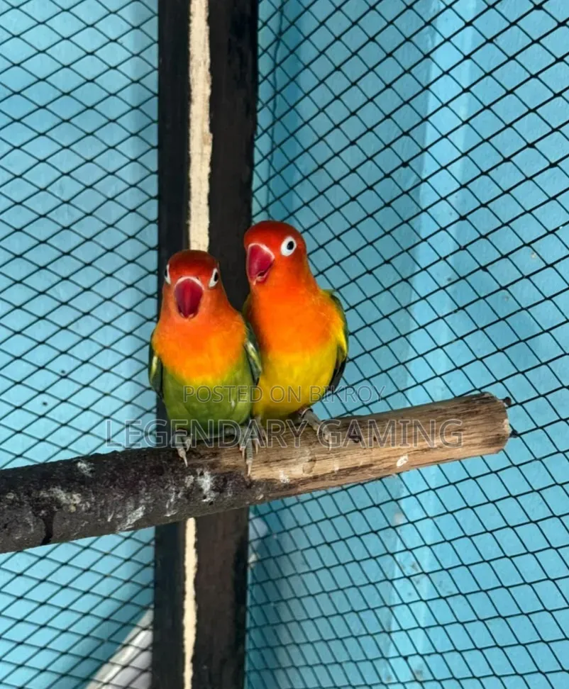Breeding Love Bird