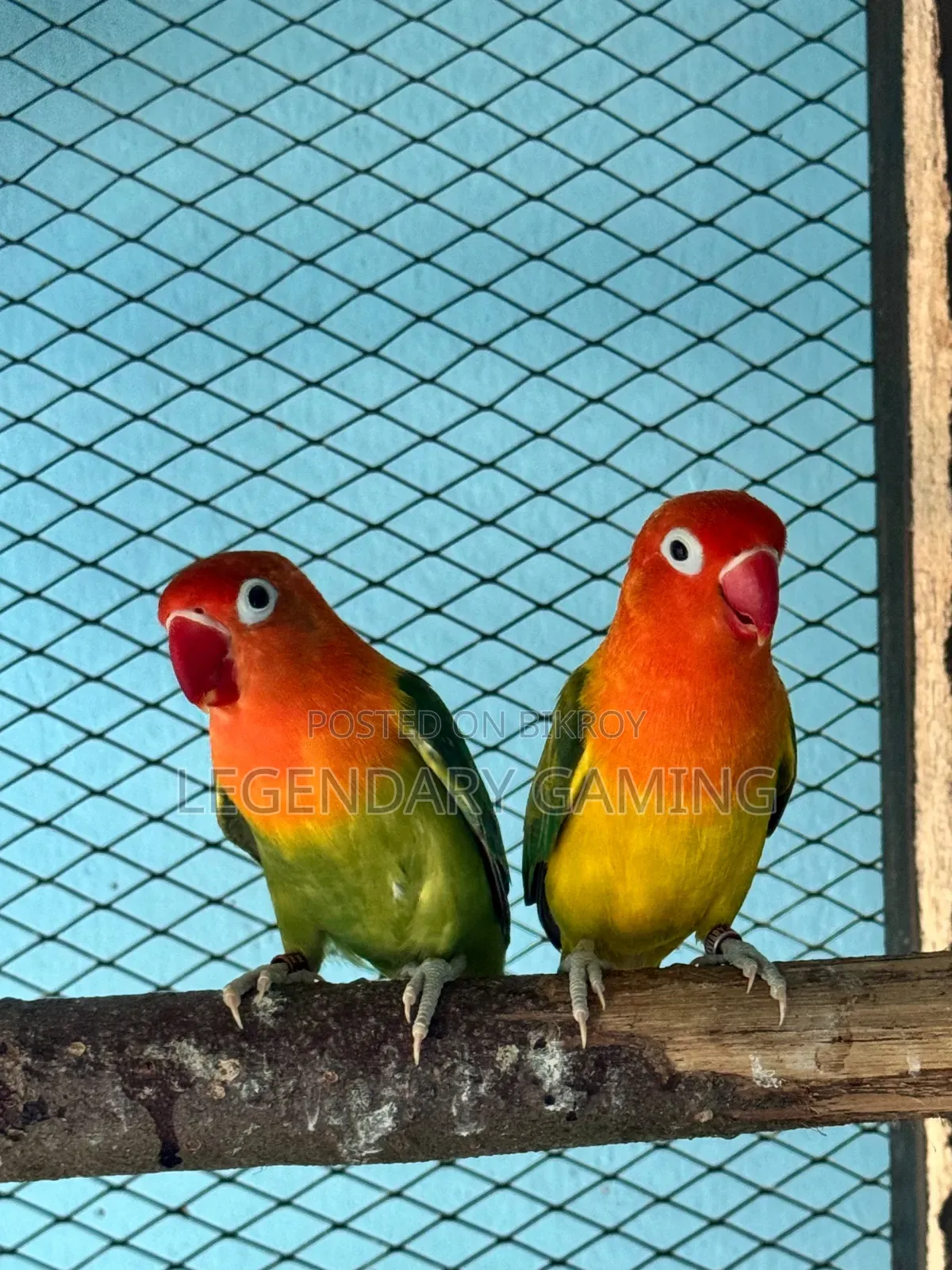 Breeding Love Bird