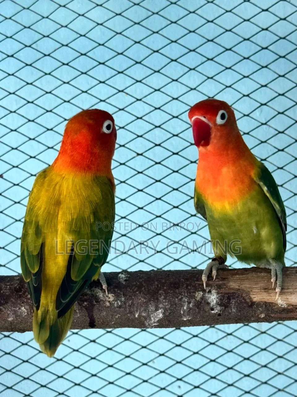 Breeding Love Bird