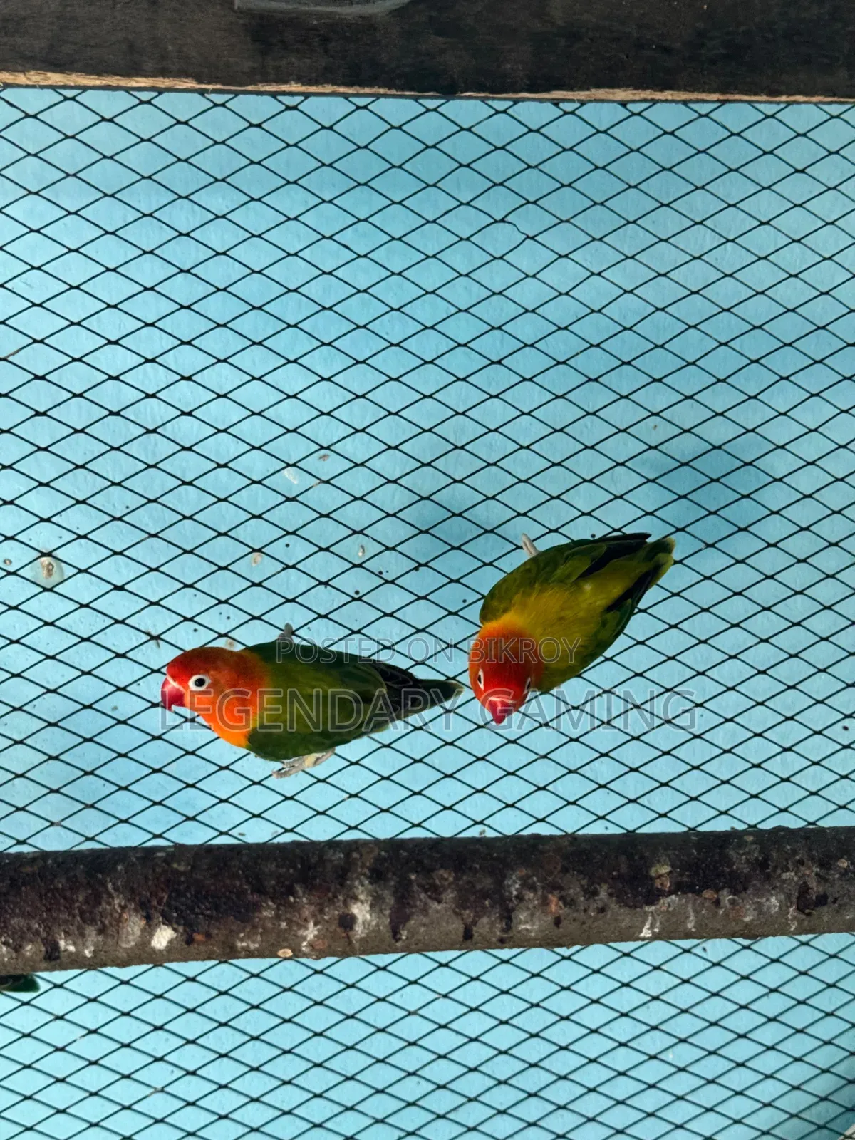 Breeding Love Bird