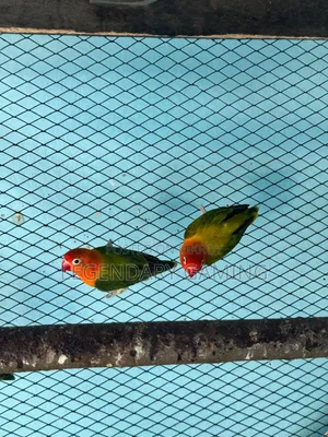 Breeding Love Bird