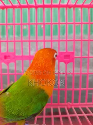 Green Offline Male