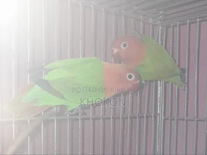Green Offline Male