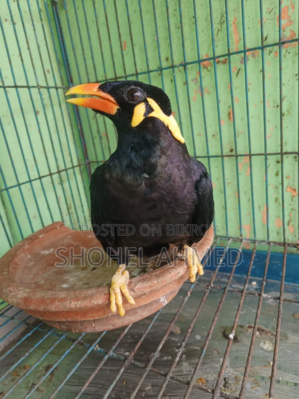 Hill Myna Bird
