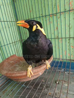 Hill Myna Bird