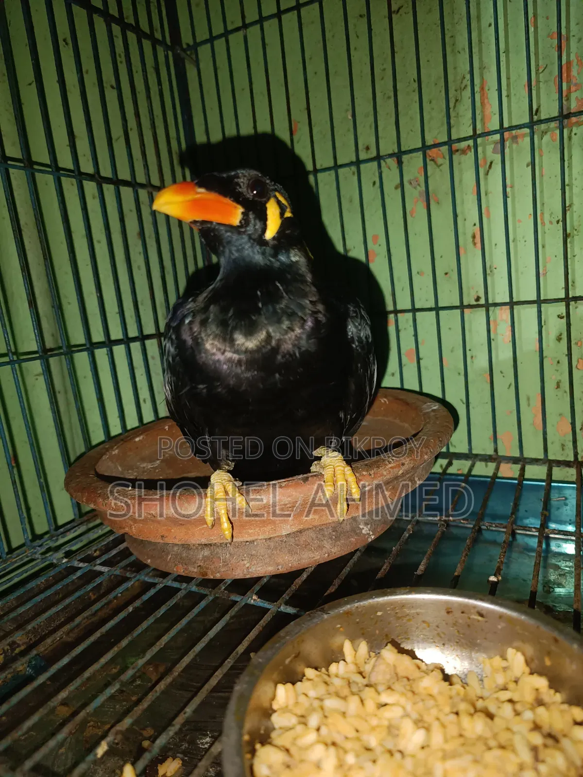 Hill Myna Bird