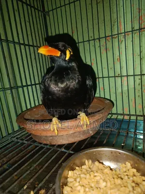 Hill Myna Bird