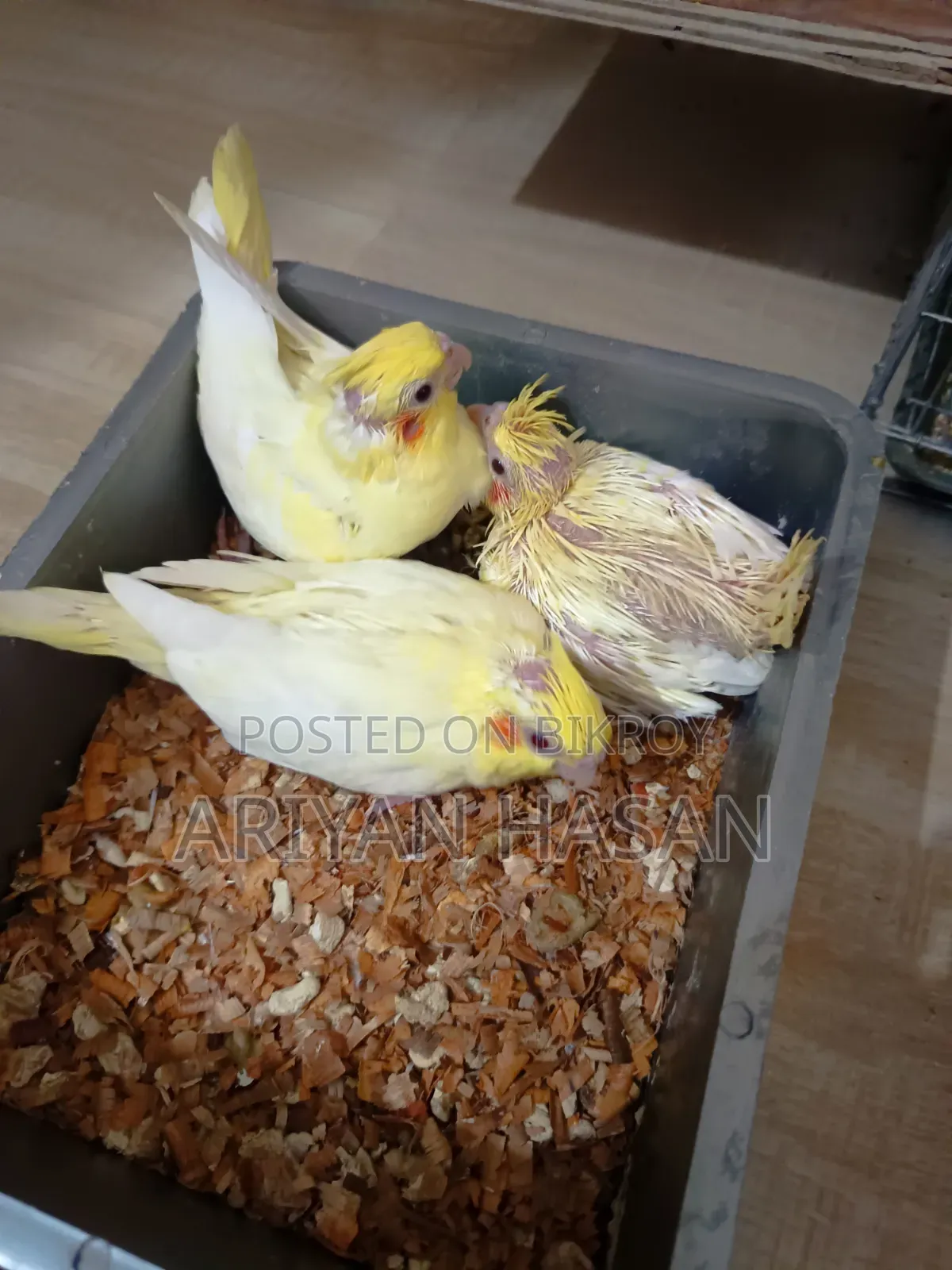 ককাটেল পাখি