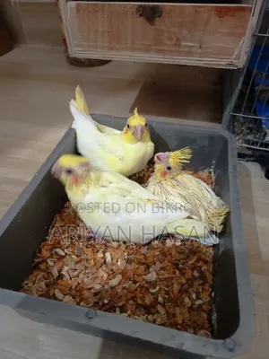 ককাটেল পাখি