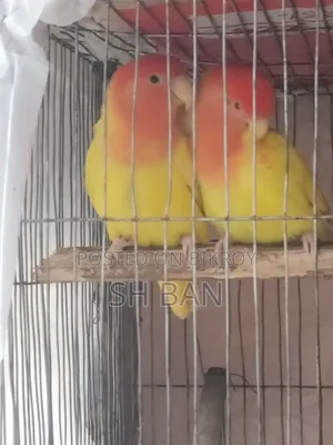 Love Bird Master Pair