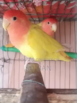 Love Bird Master Pair