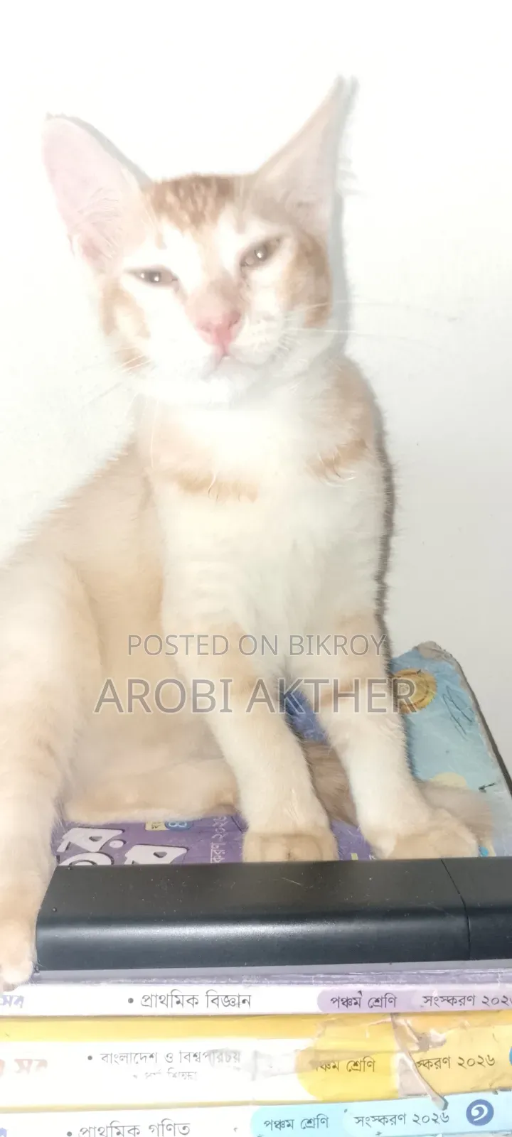 1-3 Months Male Mixed Breed Cat