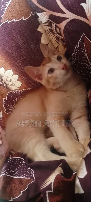 1-3 Months Male Mixed Breed Cat