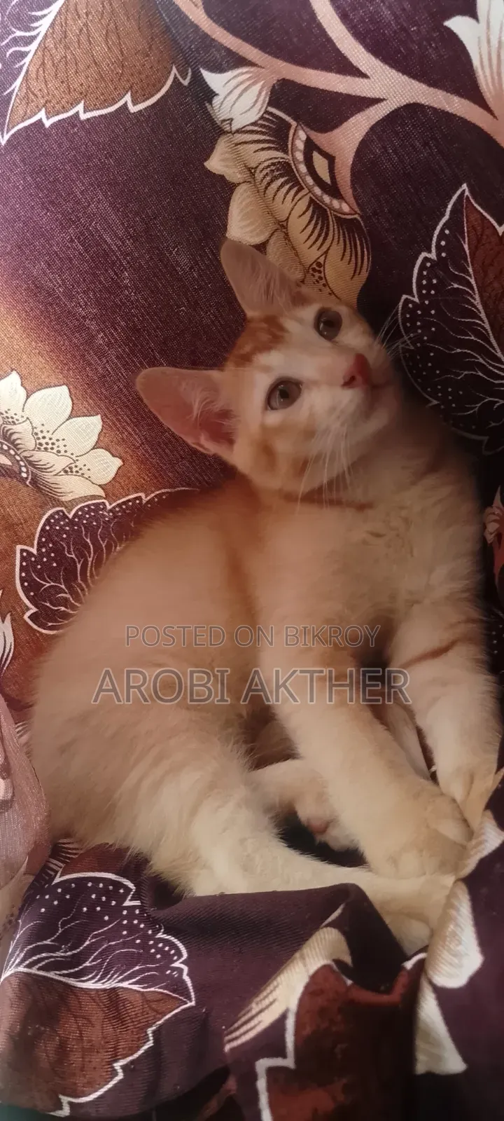 1-3 Months Male Mixed Breed Cat