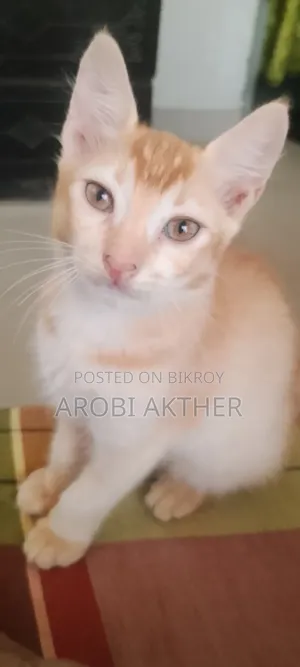 1-3 Months Male Mixed Breed Cat