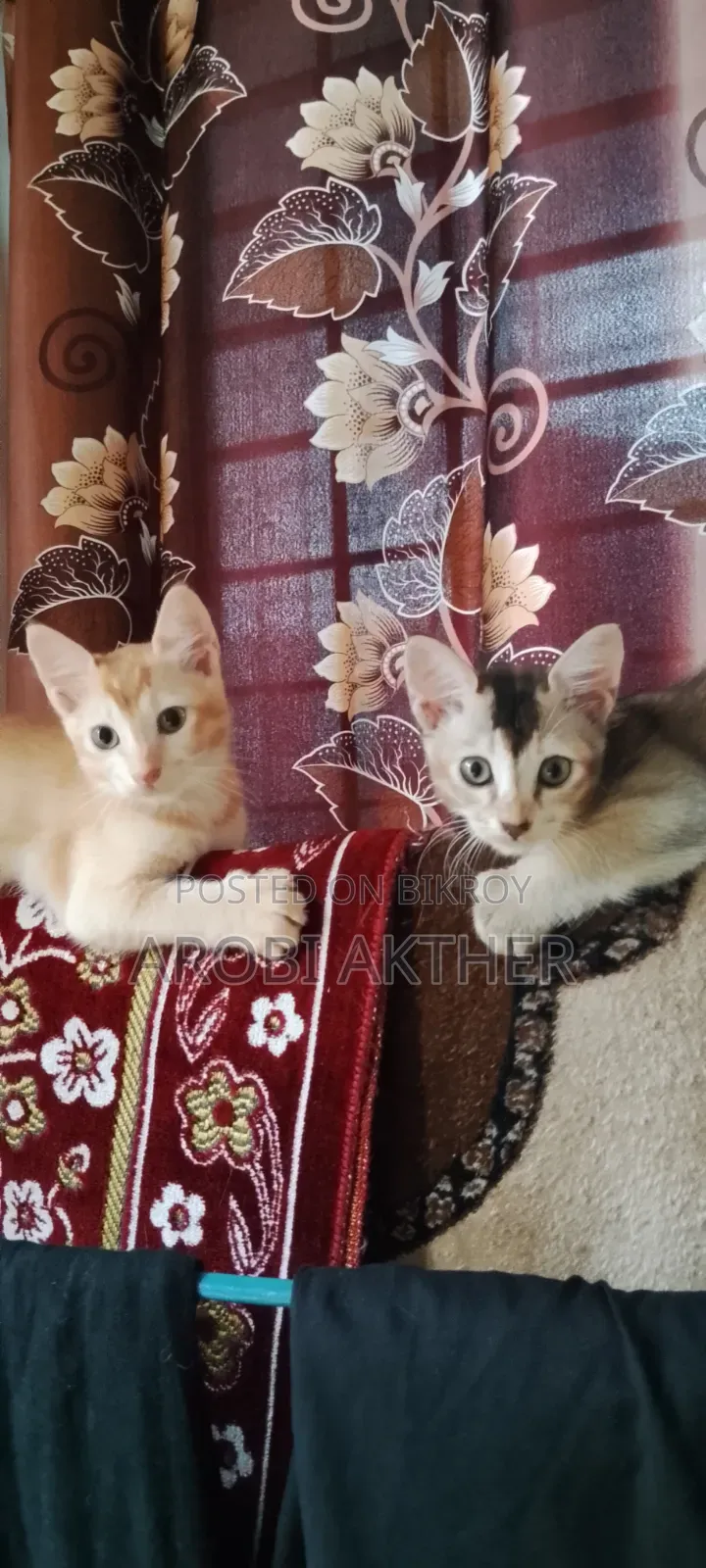 1-3 Months Male Mixed Breed Cat