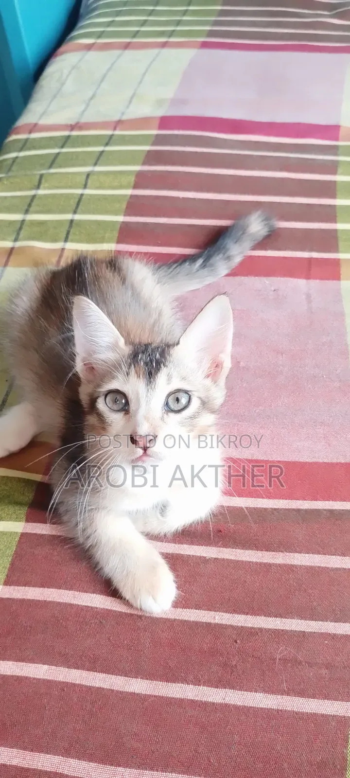 1-3 Months Male Mixed Breed Cat