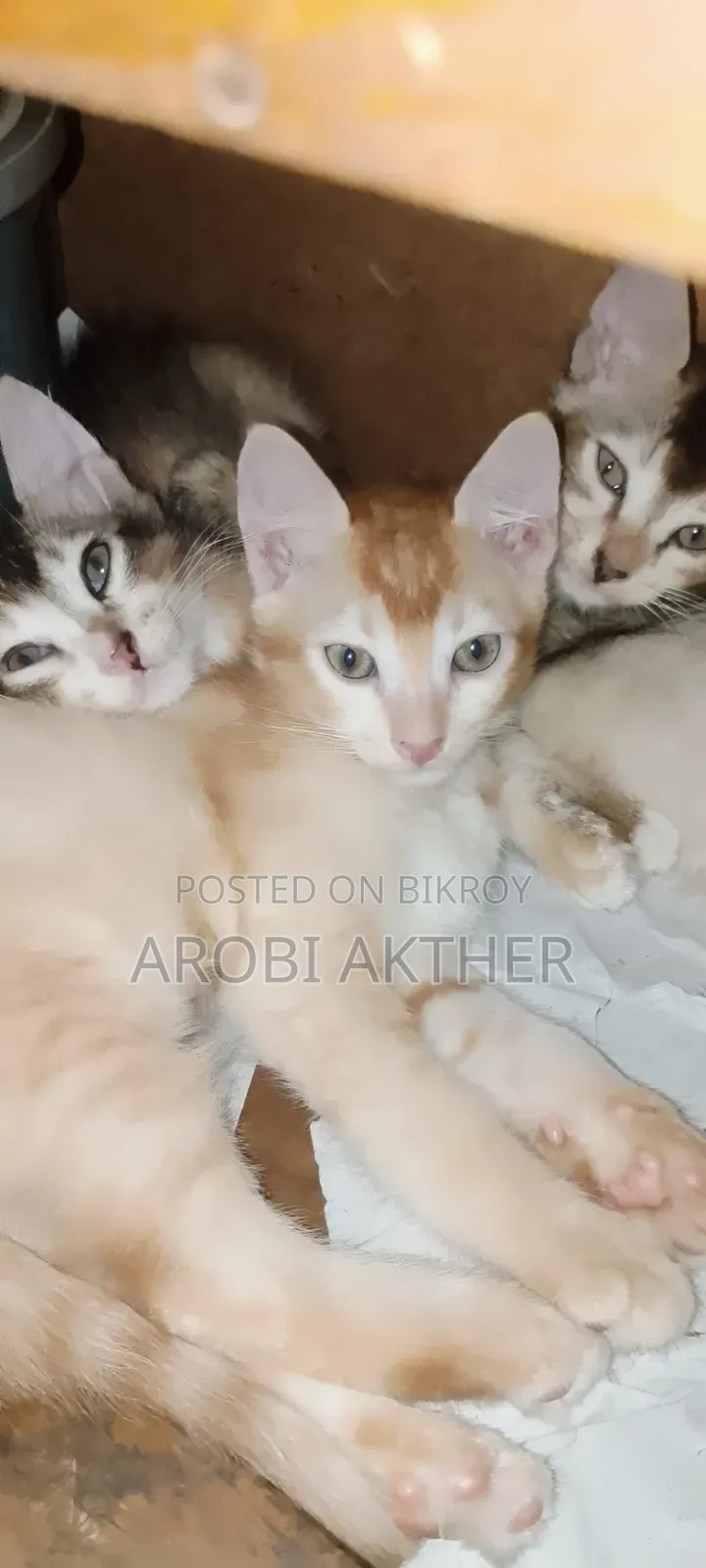 1-3 Months Male Mixed Breed Cat