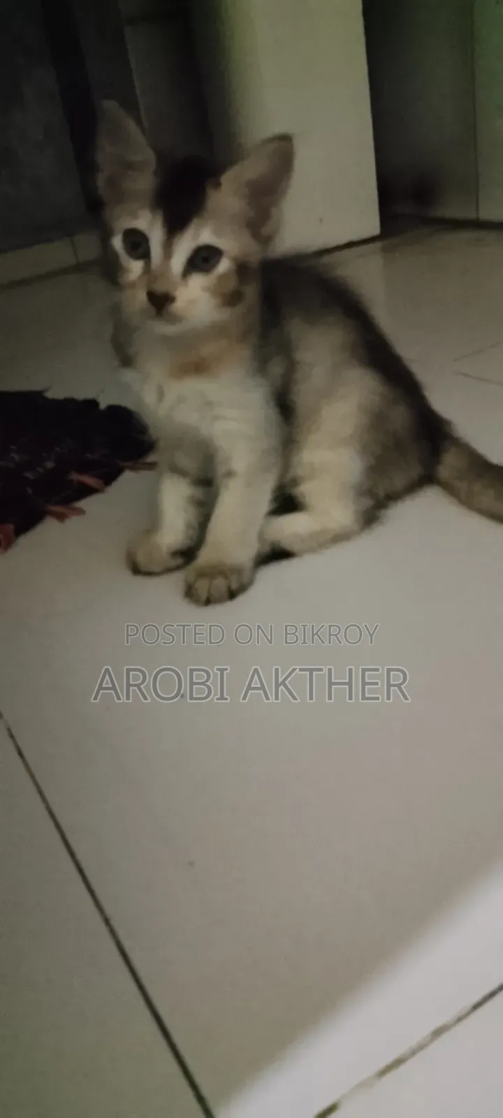 1-3 Months Male Mixed Breed Cat