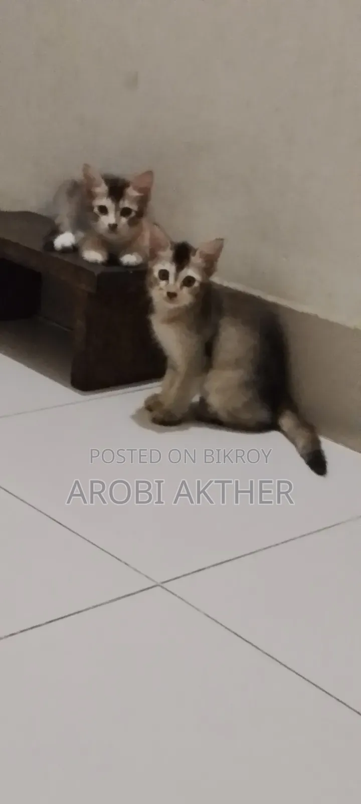 1-3 Months Male Mixed Breed Cat