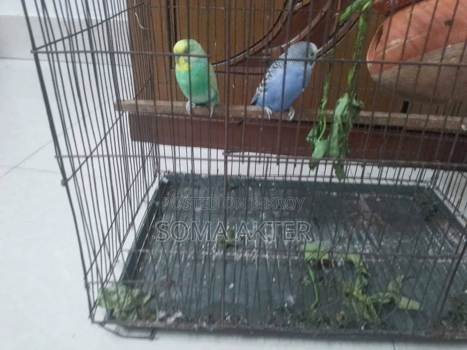 Love Bird Pair