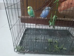Love Bird Pair