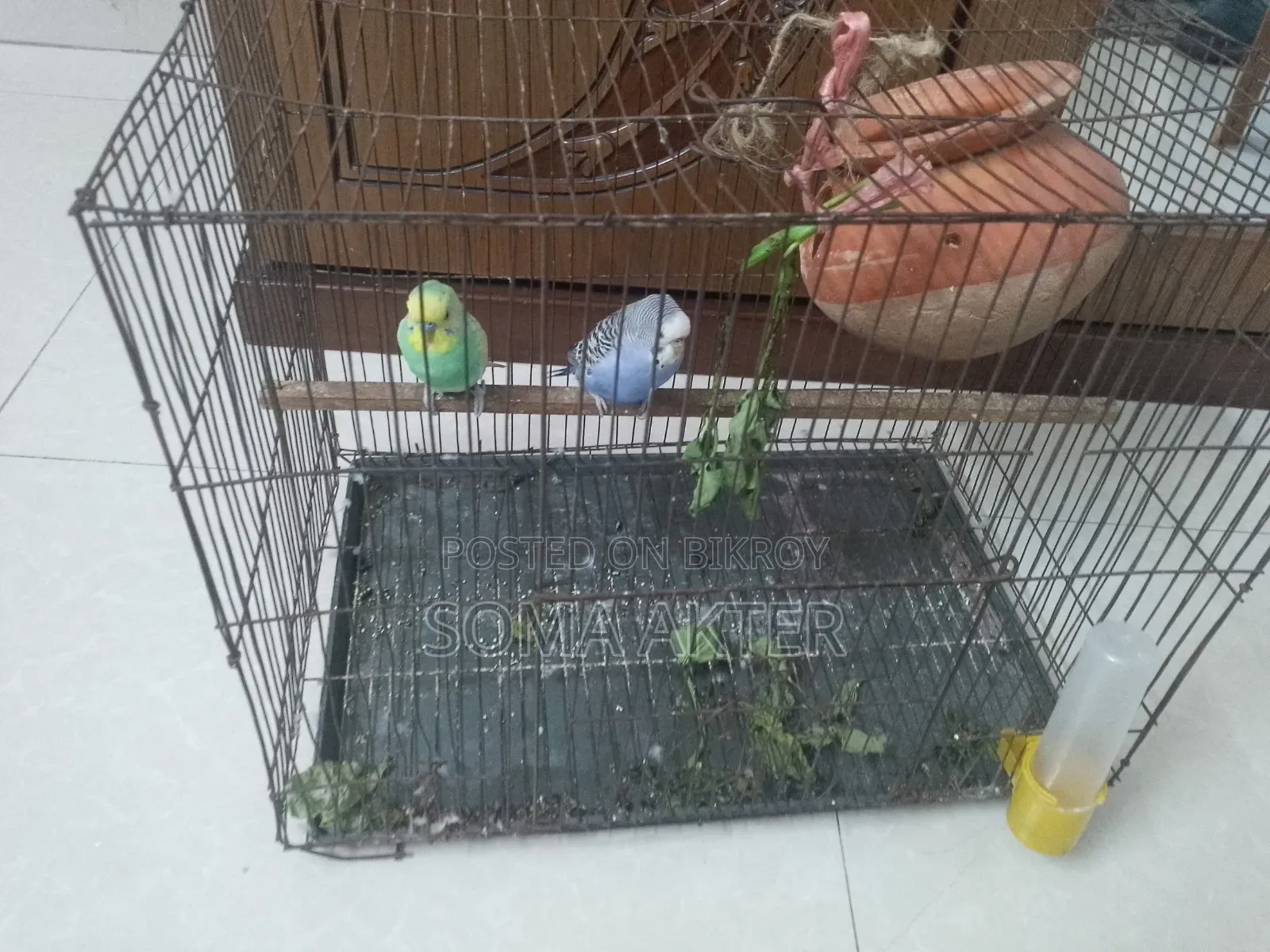 Love Bird Pair