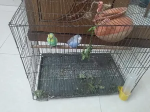 Love Bird Pair
