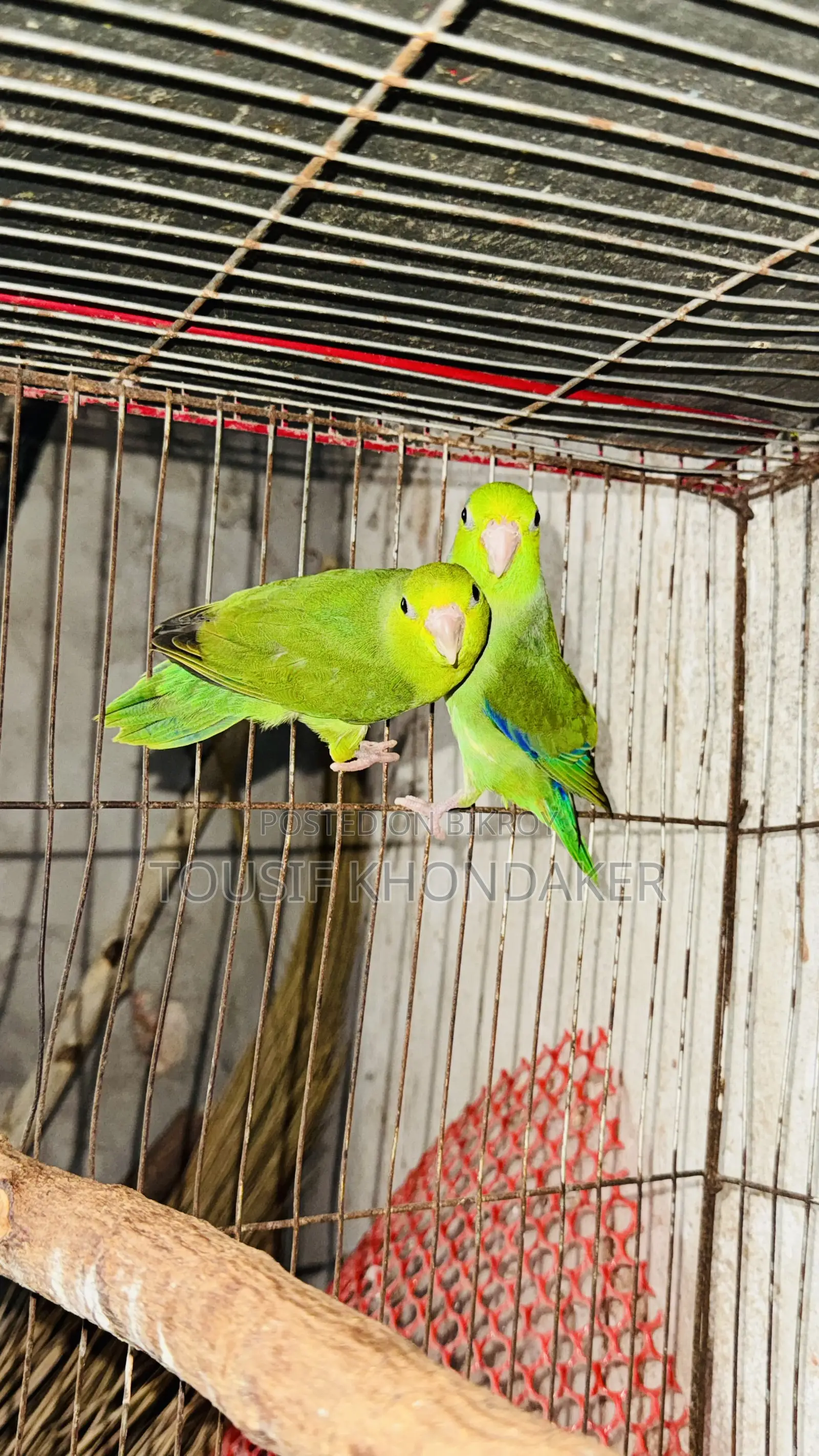 Forpas New Adult Pair