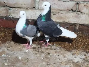Gorra Pigeon