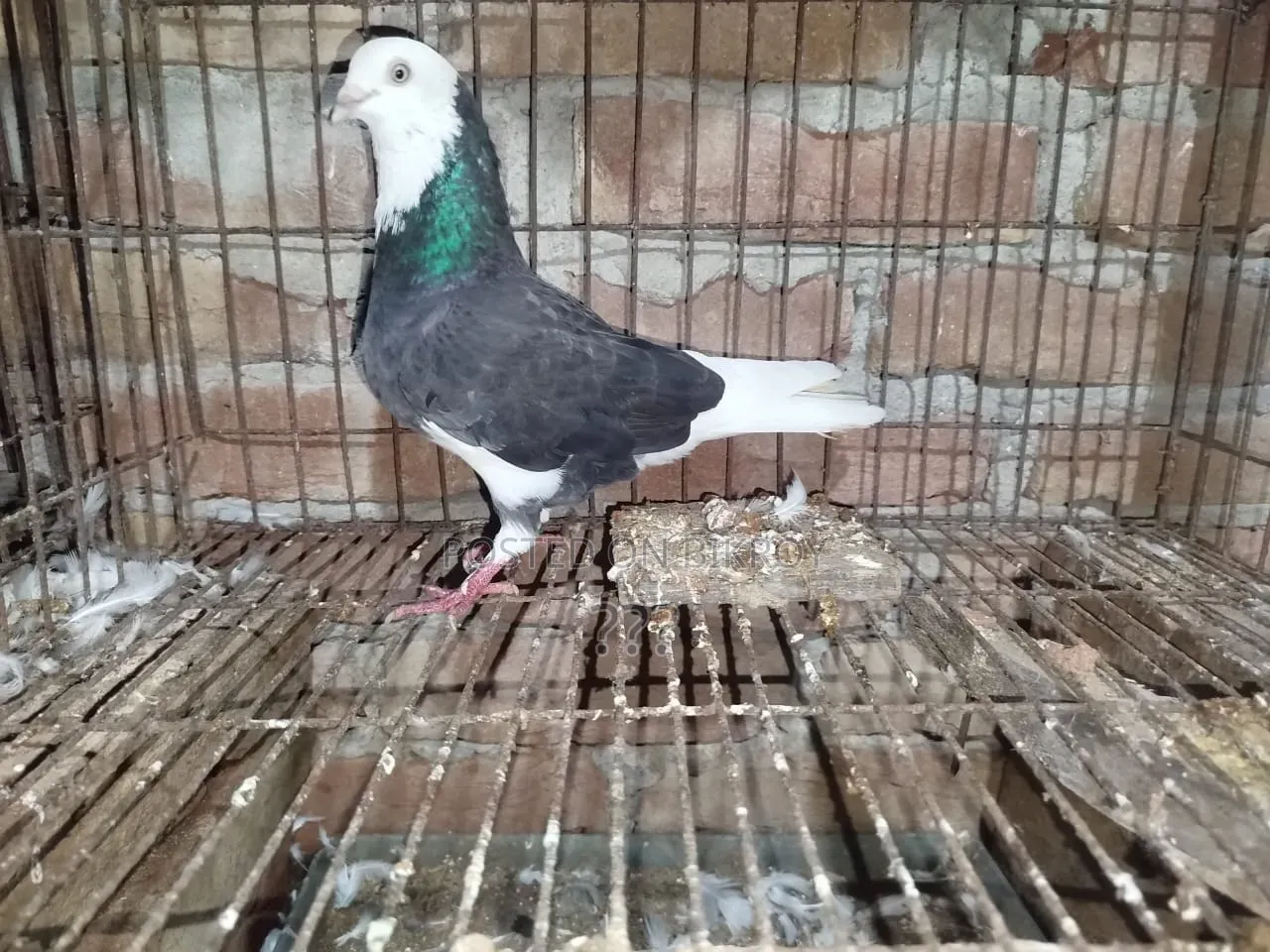 Gorra Pigeon