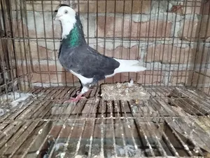 Gorra Pigeon