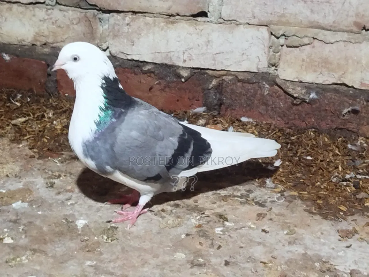Gorra Pigeon