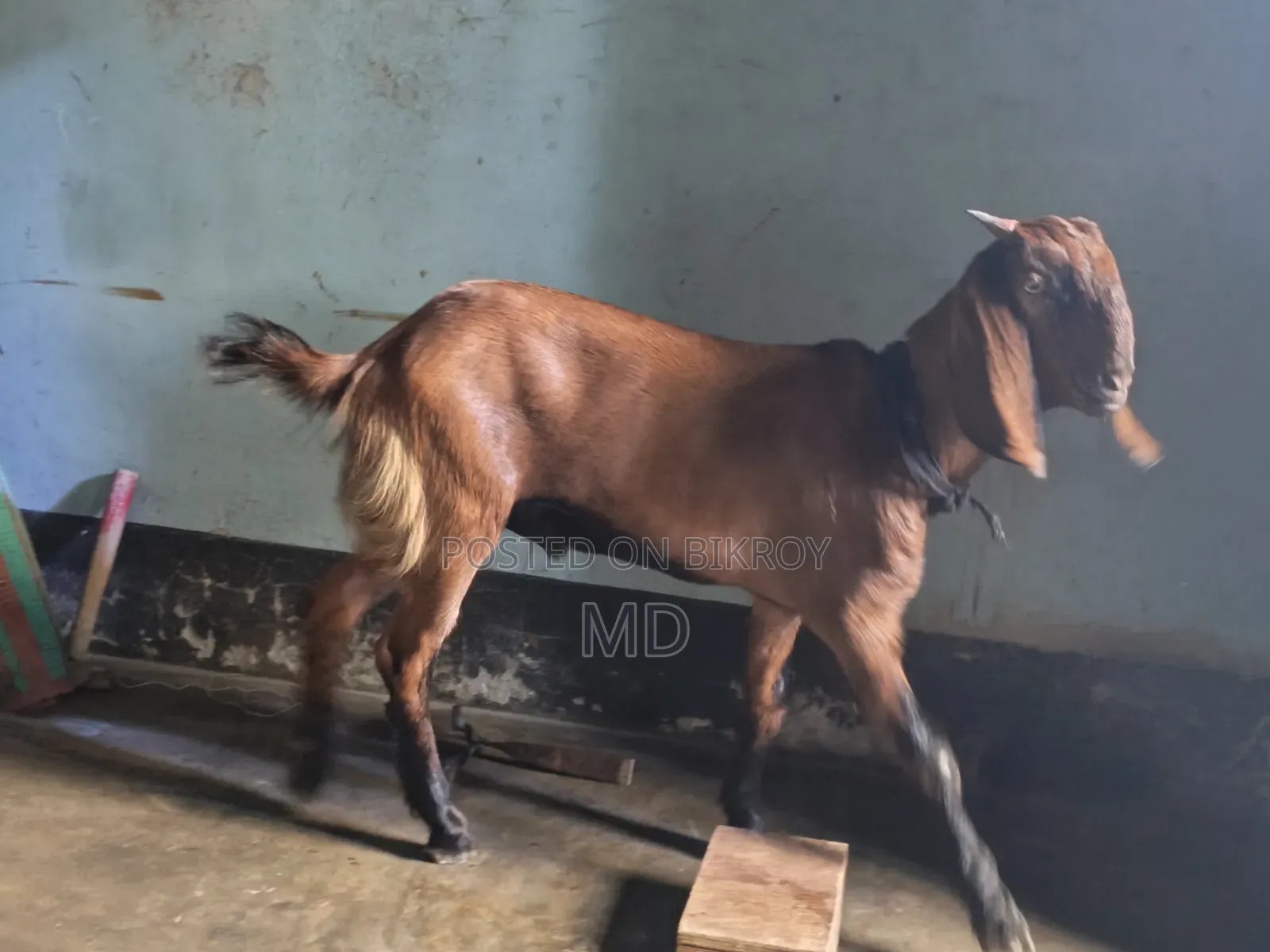 দেশি ছাগল তিন টা
