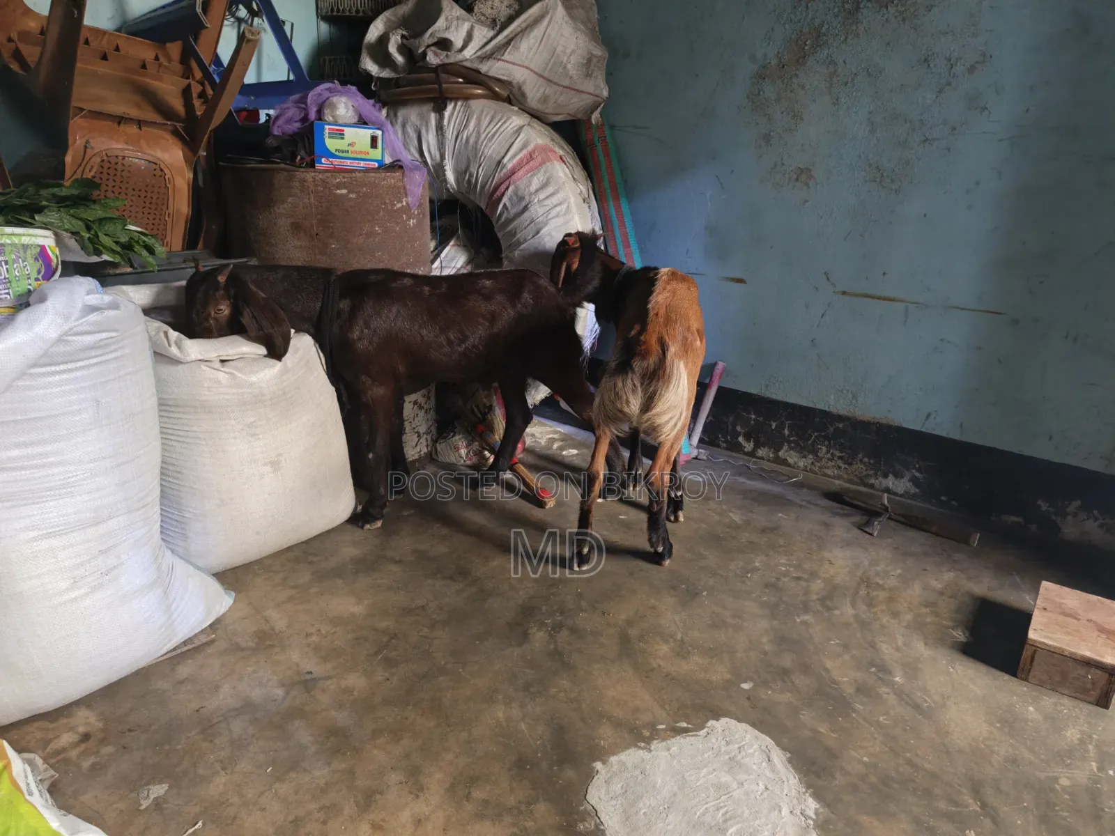 দেশি ছাগল তিন টা