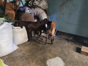 দেশি ছাগল তিন টা