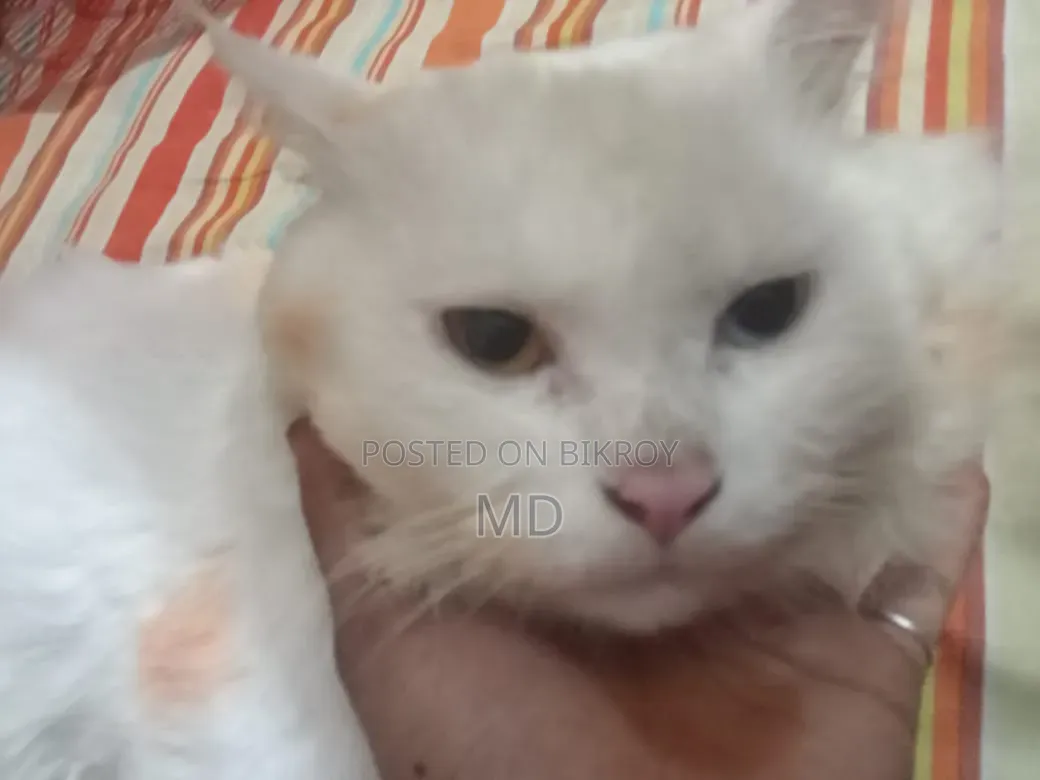 6-12 months Male Purebred Persian