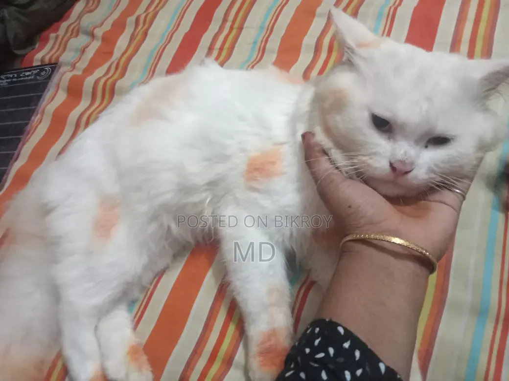 6-12 months Male Purebred Persian