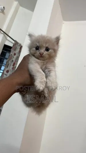 1-3 months Female Purebred Persian