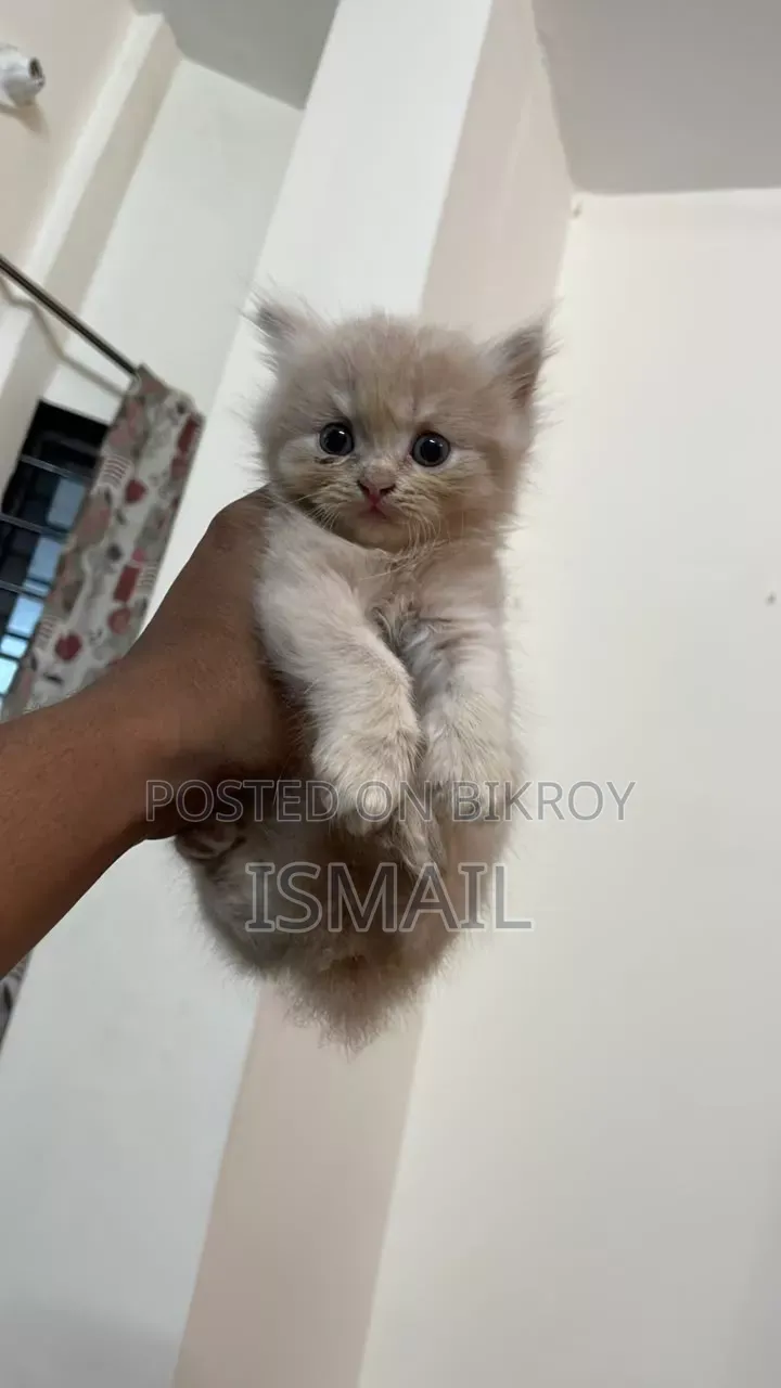 1-3 months Female Purebred Persian