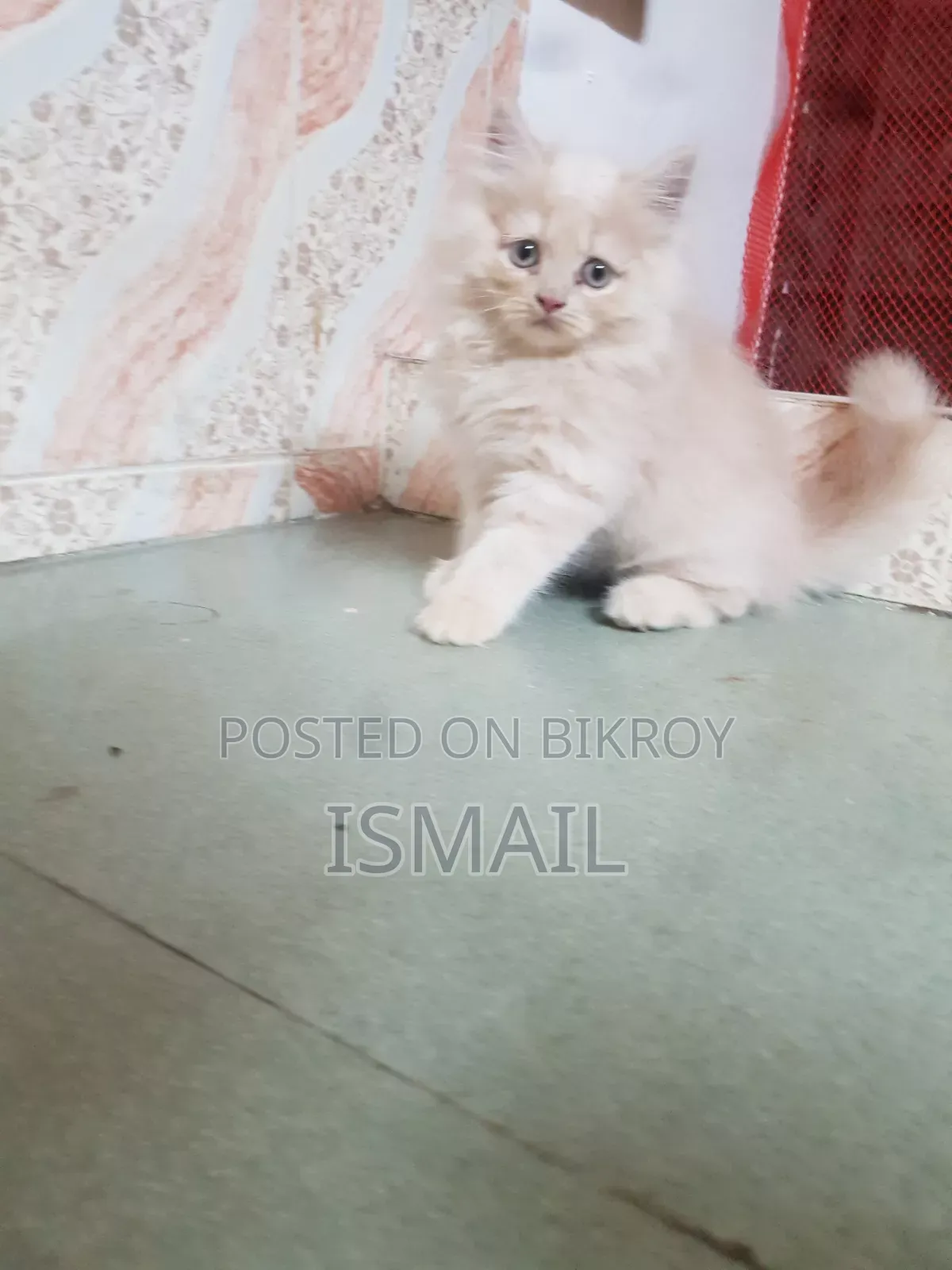 1-3 months Female Purebred Persian