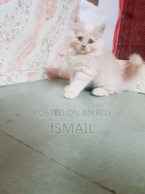 1-3 months Female Purebred Persian