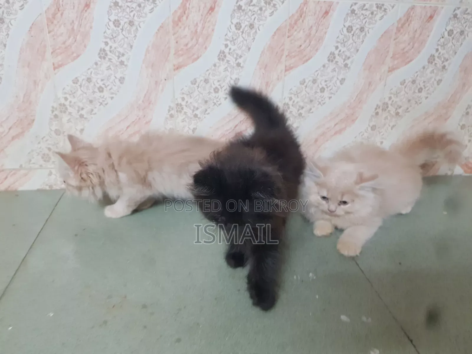 1-3 months Female Purebred Persian