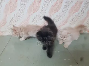 1-3 months Female Purebred Persian
